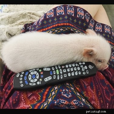 23 Charming Pink Pig Pictures to Brighten Your Day