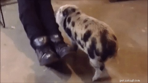 23 Charming Pink Pig Pictures to Brighten Your Day