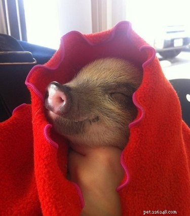 23 Charming Pink Pig Pictures to Brighten Your Day