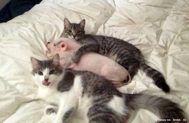 23 Charming Pink Pig Pictures to Brighten Your Day