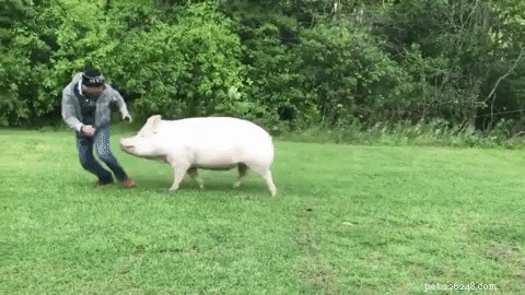23 Charming Pink Pig Pictures to Brighten Your Day