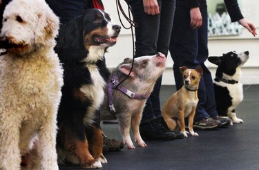 23 Charming Pink Pig Pictures to Brighten Your Day