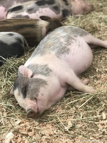 23 Charming Pink Pig Pictures to Brighten Your Day