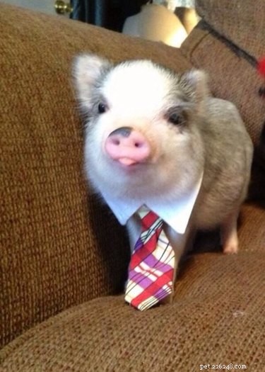 23 Charming Pink Pig Pictures to Brighten Your Day