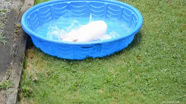 23 Charming Pink Pig Pictures to Brighten Your Day