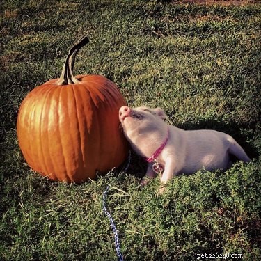 23 Charming Pink Pig Pictures to Brighten Your Day