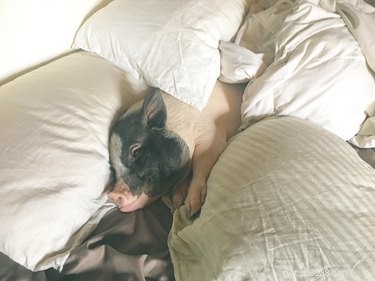 23 Charming Pink Pig Pictures to Brighten Your Day