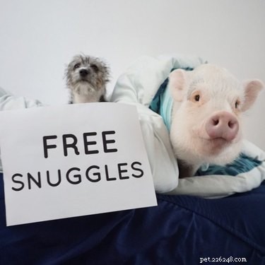 23 Charming Pink Pig Pictures to Brighten Your Day