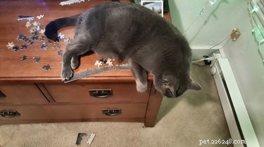 24 Adorable Pets Playfully Teasing Their Owners
