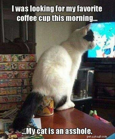 24 Adorable Pets Playfully Teasing Their Owners