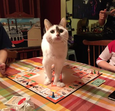 24 Adorable Pets Playfully Teasing Their Owners