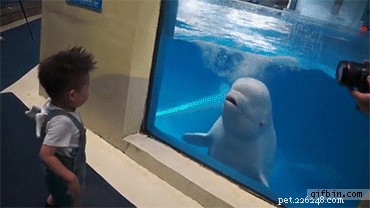 24 Adorable Pets Playfully Teasing Their Owners