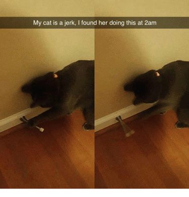 24 Adorable Pets Playfully Teasing Their Owners