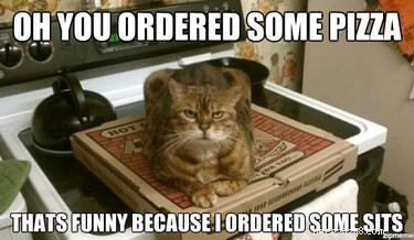 24 Adorable Pets Playfully Teasing Their Owners