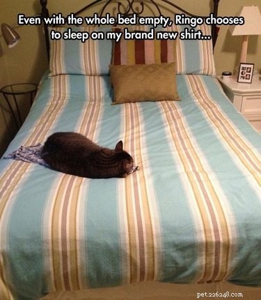 24 Adorable Pets Playfully Teasing Their Owners