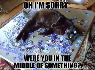 24 Adorable Pets Playfully Teasing Their Owners