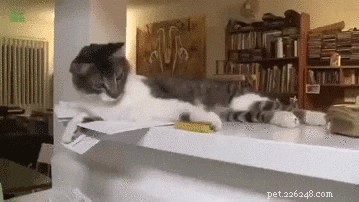 24 Adorable Pets Playfully Teasing Their Owners