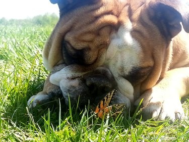 19 Heartwarming Animal‑Butterfly Friendships That Show Butterflies Make Great Companions