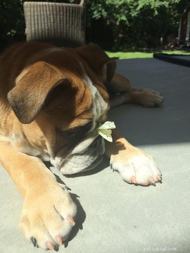 19 Heartwarming Animal‑Butterfly Friendships That Show Butterflies Make Great Companions