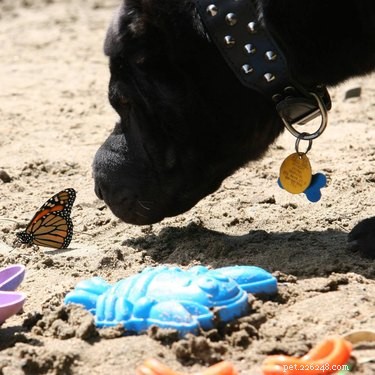 19 Heartwarming Animal‑Butterfly Friendships That Show Butterflies Make Great Companions