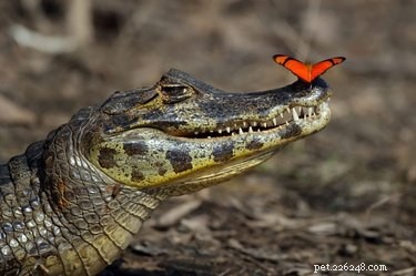 19 Heartwarming Animal‑Butterfly Friendships That Show Butterflies Make Great Companions