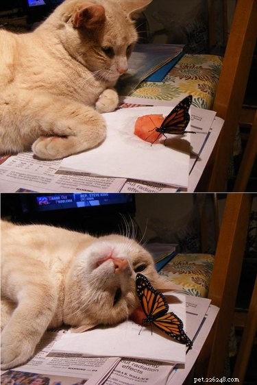19 Heartwarming Animal‑Butterfly Friendships That Show Butterflies Make Great Companions