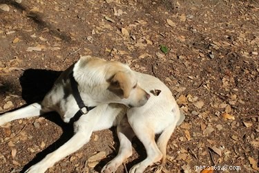 19 Heartwarming Animal‑Butterfly Friendships That Show Butterflies Make Great Companions