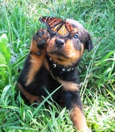 19 Heartwarming Animal‑Butterfly Friendships That Show Butterflies Make Great Companions