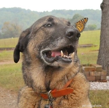 19 Heartwarming Animal‑Butterfly Friendships That Show Butterflies Make Great Companions