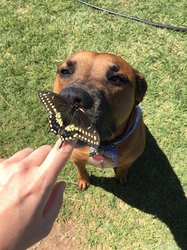19 Heartwarming Animal‑Butterfly Friendships That Show Butterflies Make Great Companions