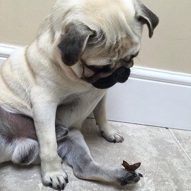19 Heartwarming Animal‑Butterfly Friendships That Show Butterflies Make Great Companions