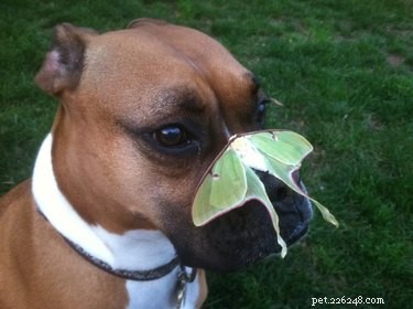 19 Heartwarming Animal‑Butterfly Friendships That Show Butterflies Make Great Companions