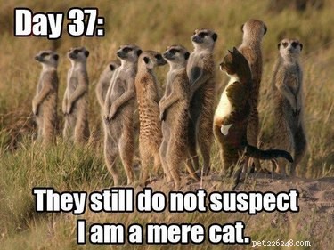 56 Animal Puns That Will Have You Laughing Out Loud