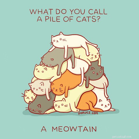 56 Animal Puns That Will Have You Laughing Out Loud