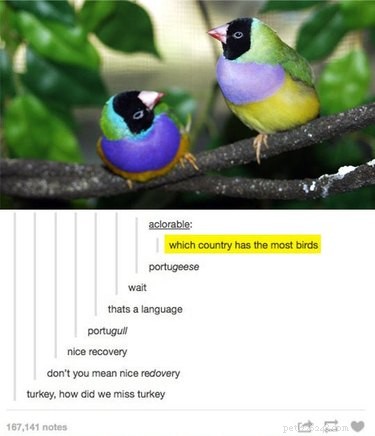 56 Animal Puns That Will Have You Laughing Out Loud