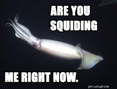 56 Animal Puns That Will Have You Laughing Out Loud