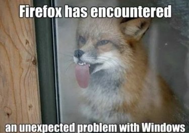 56 Animal Puns That Will Have You Laughing Out Loud