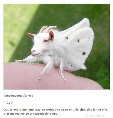 56 Animal Puns That Will Have You Laughing Out Loud