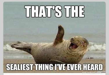 56 Animal Puns That Will Have You Laughing Out Loud