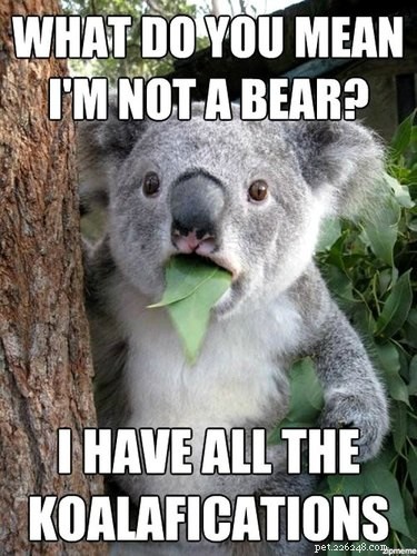 56 Animal Puns That Will Have You Laughing Out Loud