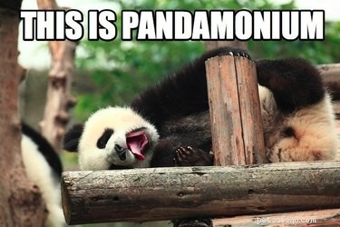 56 Animal Puns That Will Have You Laughing Out Loud