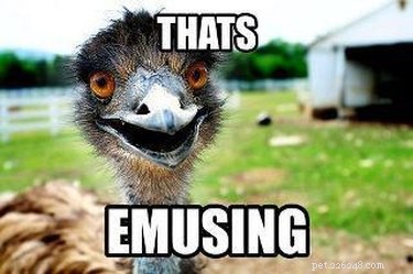 56 Animal Puns That Will Have You Laughing Out Loud