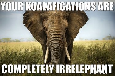 56 Animal Puns That Will Have You Laughing Out Loud