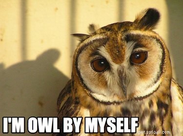 56 Animal Puns That Will Have You Laughing Out Loud