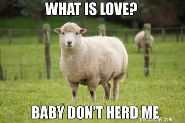 56 Animal Puns That Will Have You Laughing Out Loud
