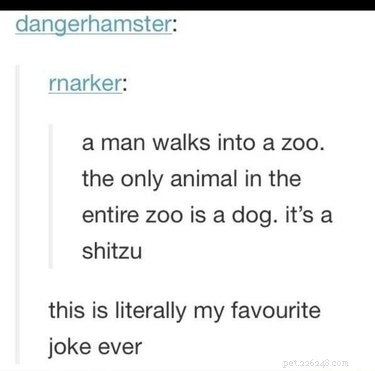 56 Animal Puns That Will Have You Laughing Out Loud