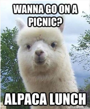 56 Animal Puns That Will Have You Laughing Out Loud