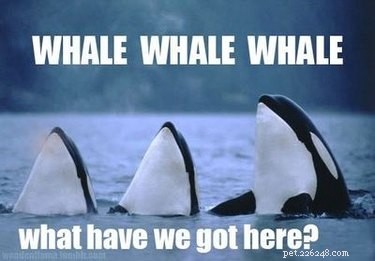56 Animal Puns That Will Have You Laughing Out Loud