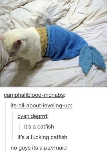 56 Animal Puns That Will Have You Laughing Out Loud