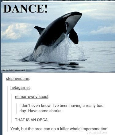 56 Animal Puns That Will Have You Laughing Out Loud